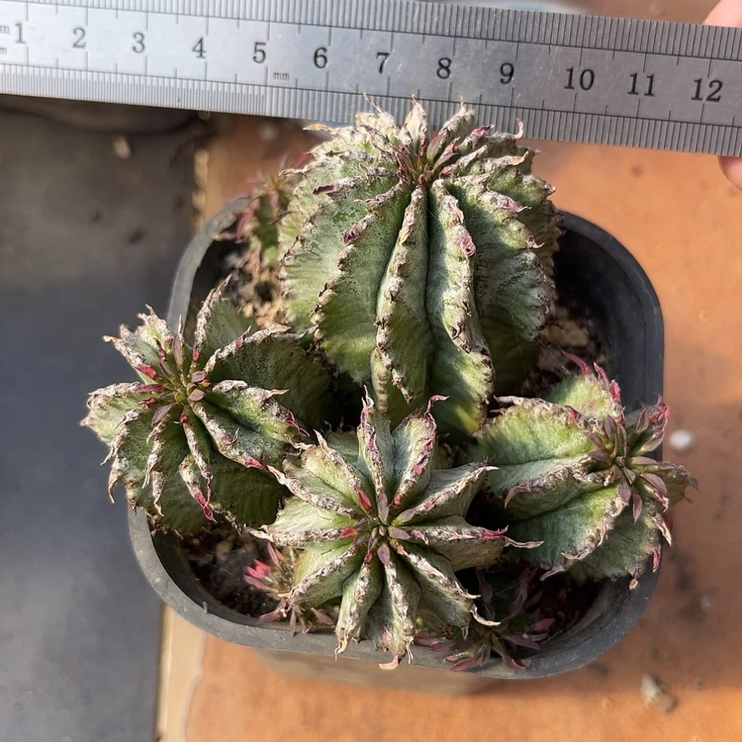 白衣魁伟玉仙人球大群