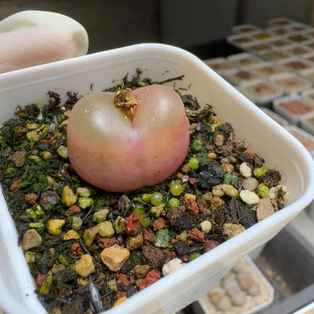 红陶小****0201-95肉锥肉锥