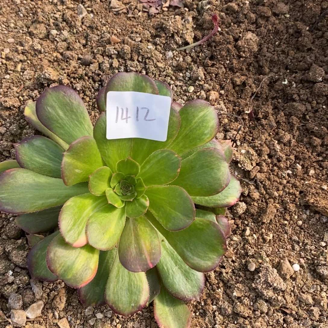 1412绍修七彩多肉植物