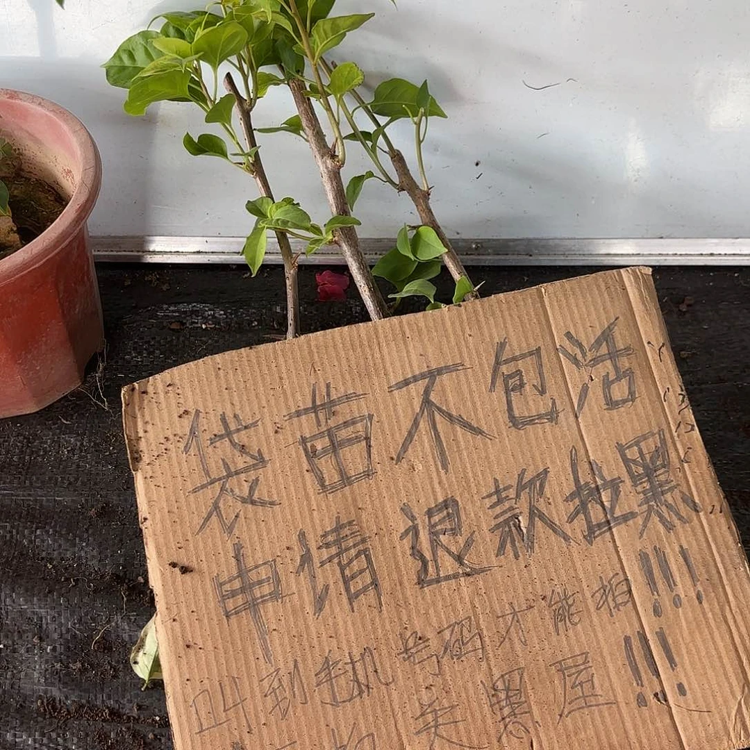 璀***生无花朵袋苗盲盒三颗