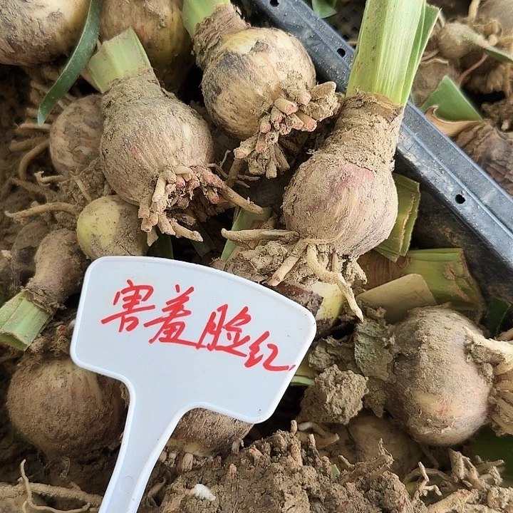 害羞脸红朱顶红一棵   3.5+
