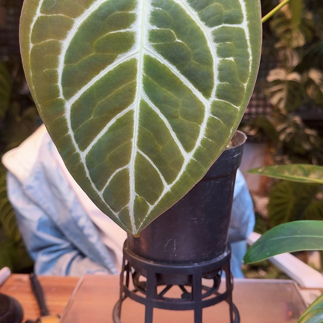 完全开放K57skg银杂撕裂纹叶损无售后