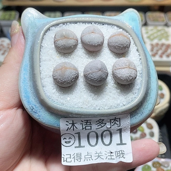 一物一拍 所见即所得 1001