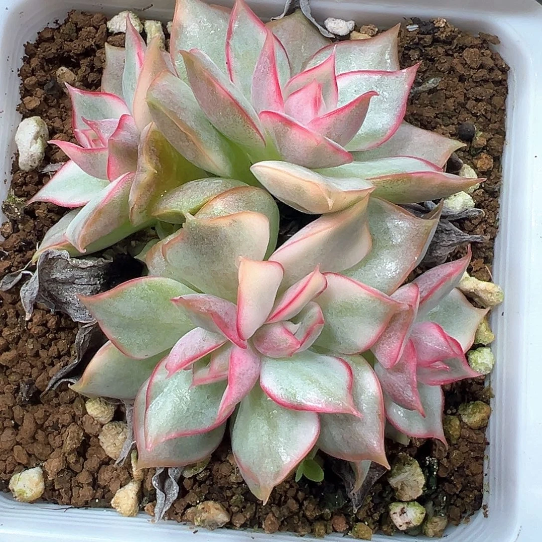 宝莲灯锦 小方花圃一单包邮非偏远