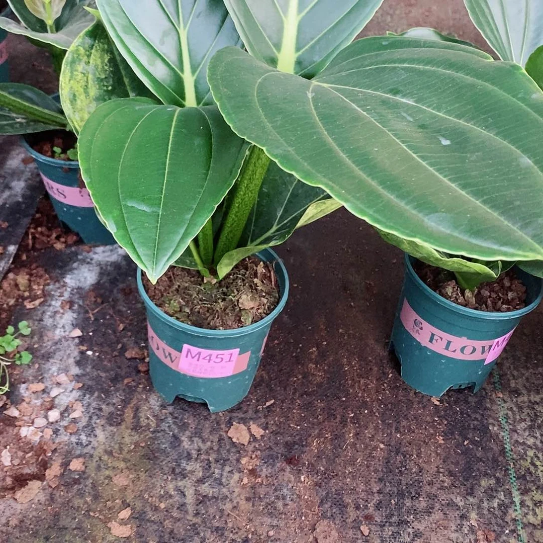 无花朵格*凡木本花卉451
