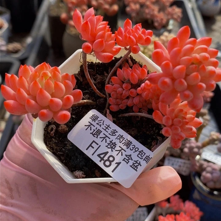 烟花7cm481多肉植物