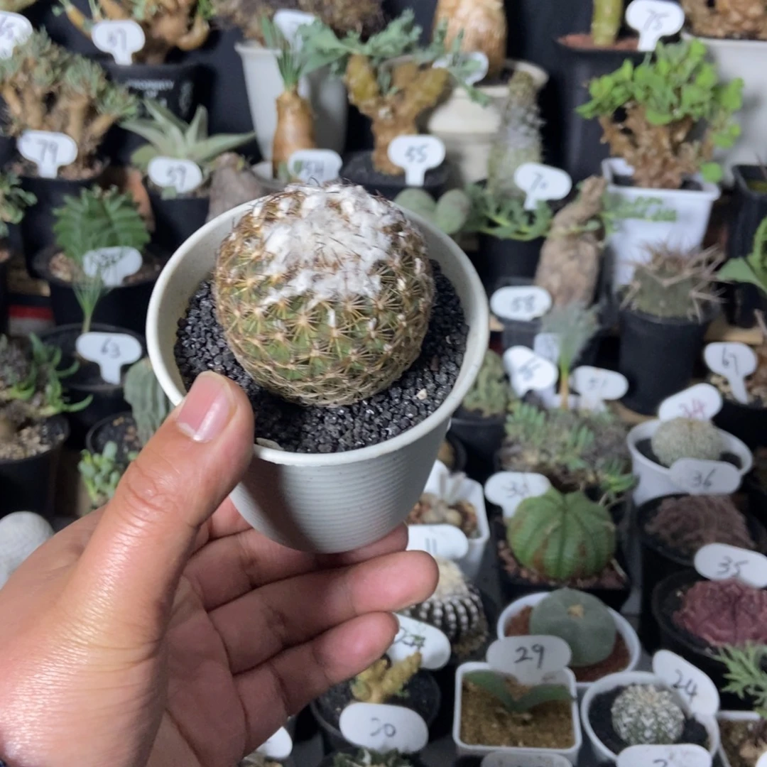 伊莎贝拉一物一拍