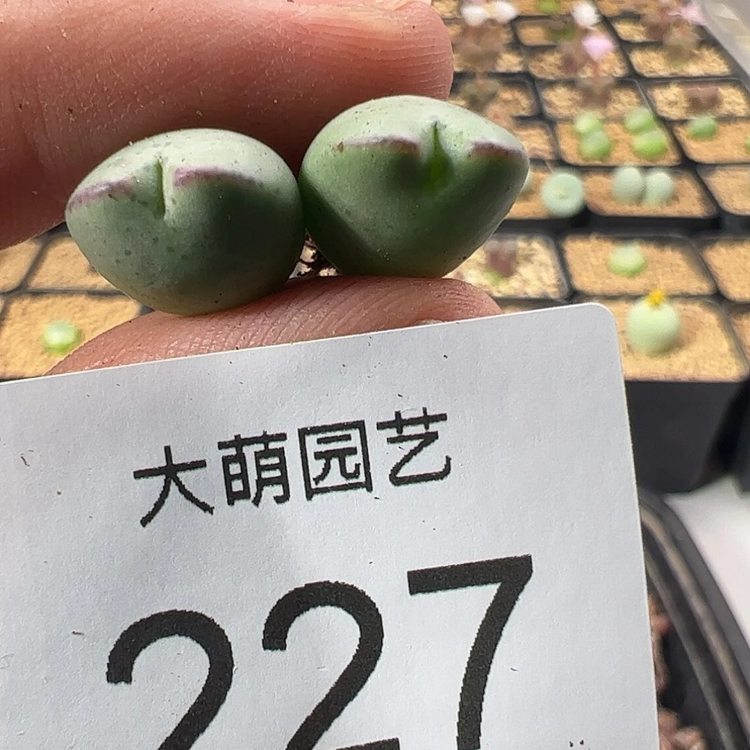 一物一拍正版1414.71皮卡丘227