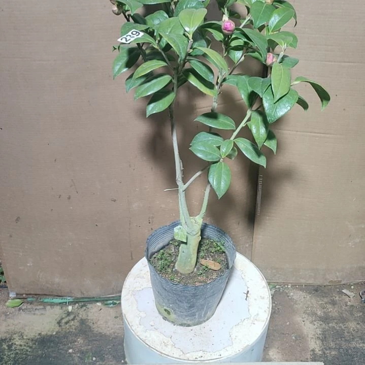 239乌马克，原盆原土发货，不包邮