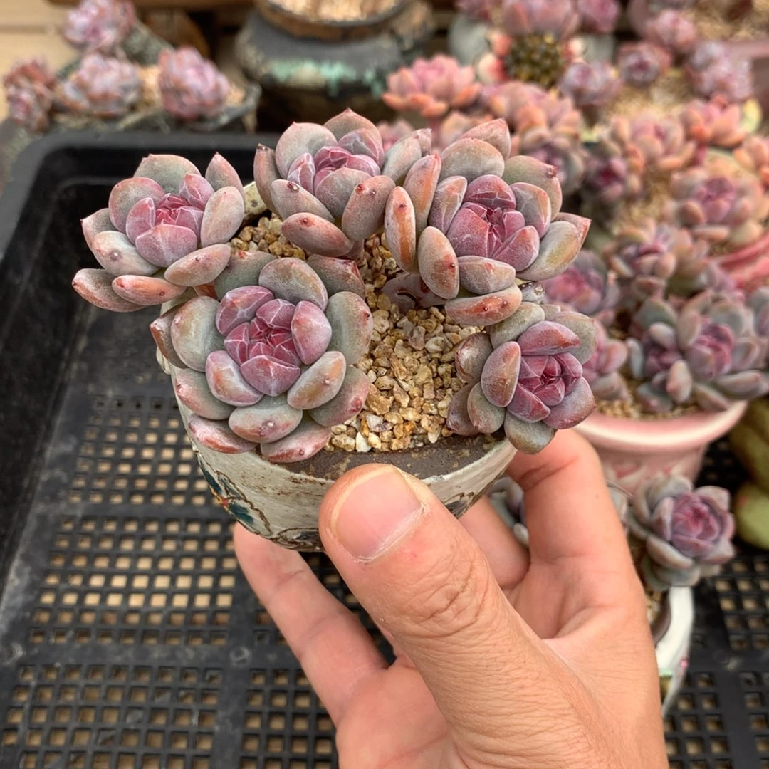 霖***霖霖霖突尼斯发货多肉