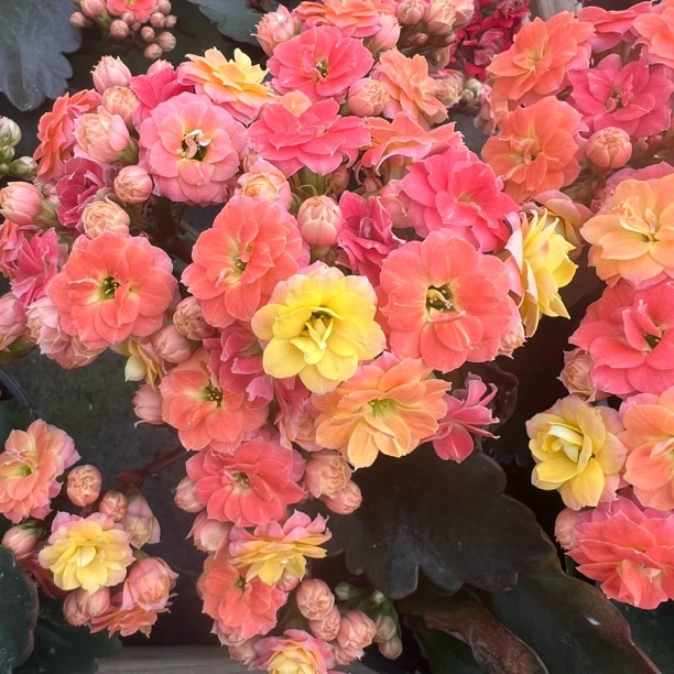 长寿花园～【毛绒二代】1.5加仑盆 超大颗型