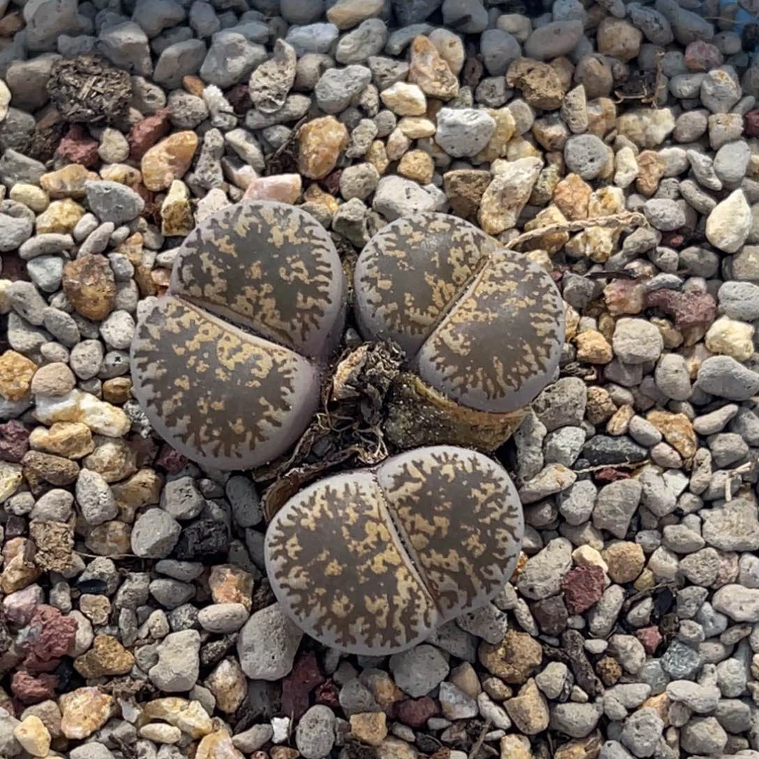 7077白弁天1群生3头