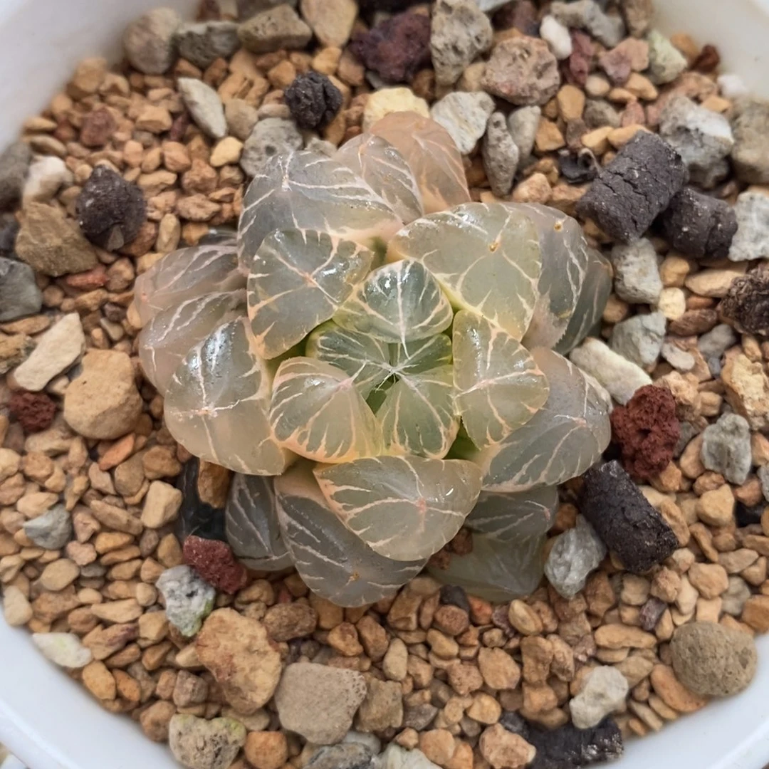 3水晶×冰川玉露锦