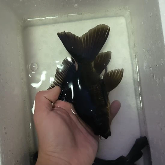 蝴蝶鲤鱼墨蝶大鳍大尾