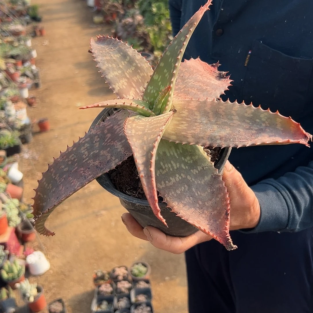 多肉植物多肉植物