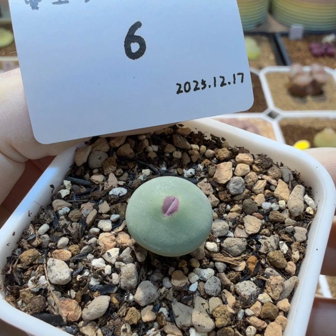 多肉多肉多肉12.17-006 Dows嘴