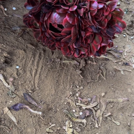 红女郎12.88加急发明天早上