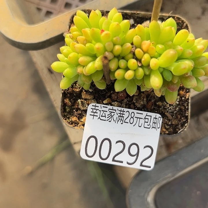 幸运的人会遇到你喜欢我