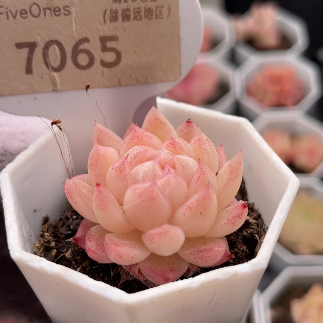 麦秆7065-3.0厘米