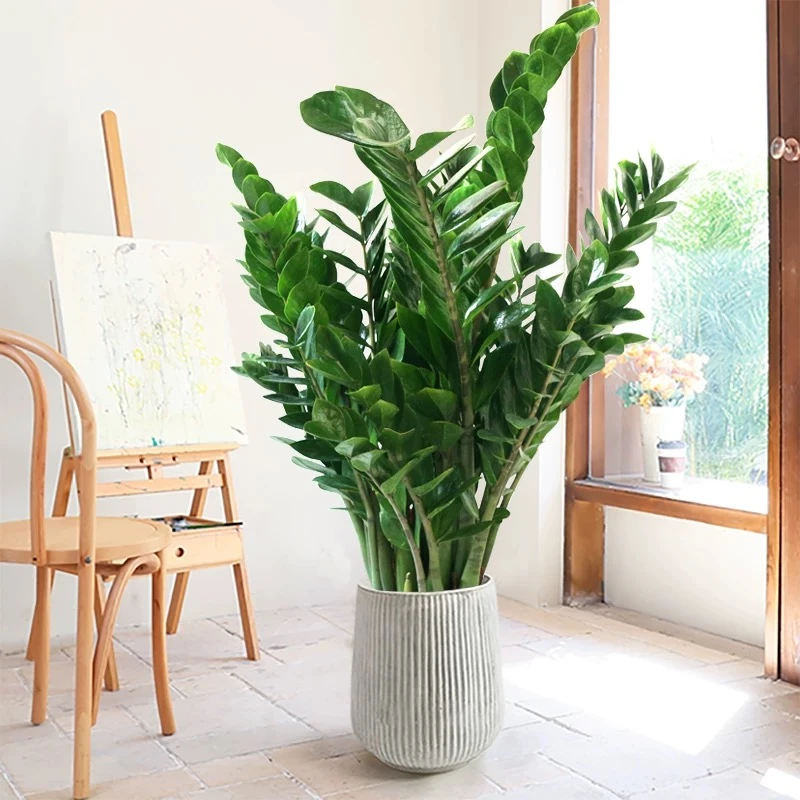 金钱树盆栽室内懒人植物净化空气乔迁开业送礼发财树绿植基地直销