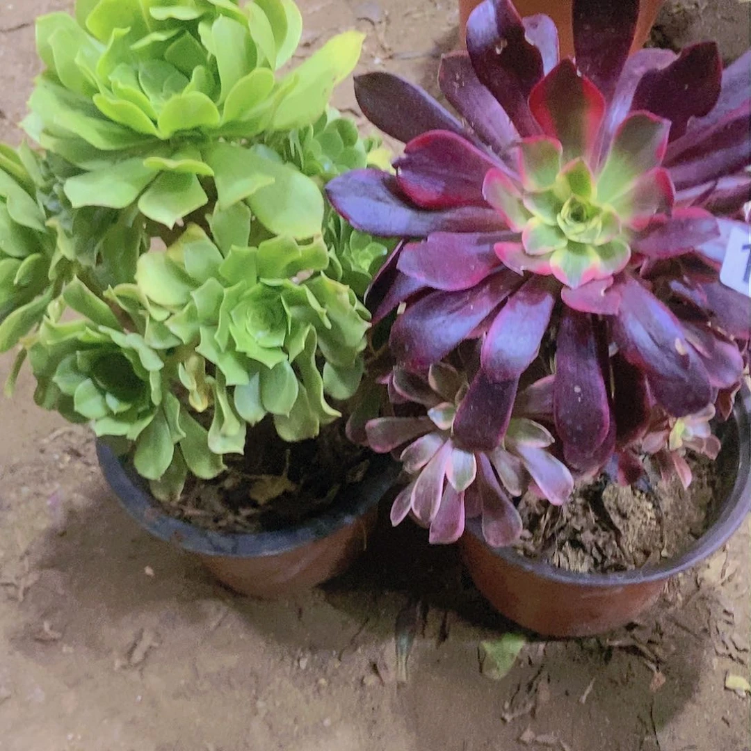 126两个老庄朵朵特价不周正