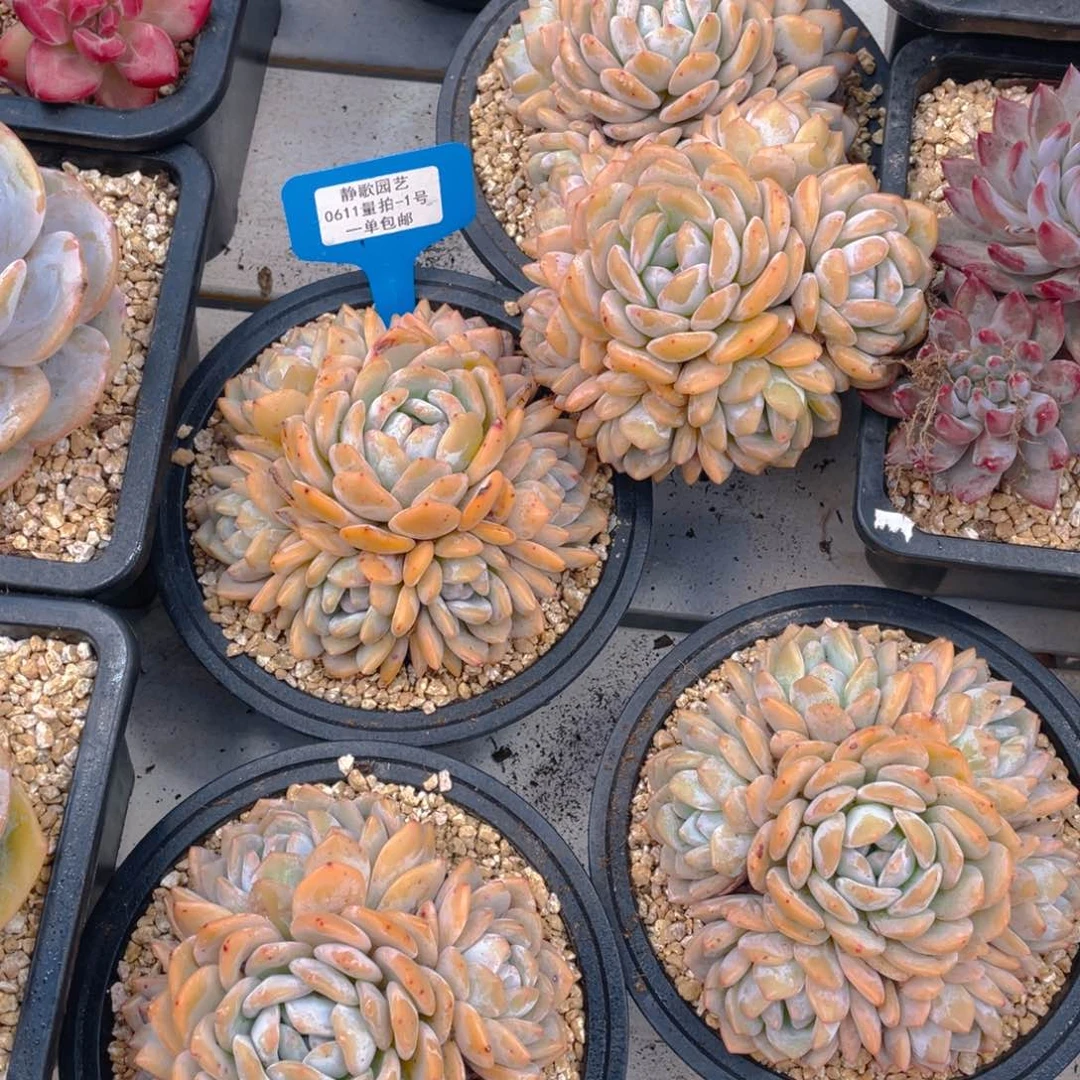 0611-1-手捧花韩版梦露一颗