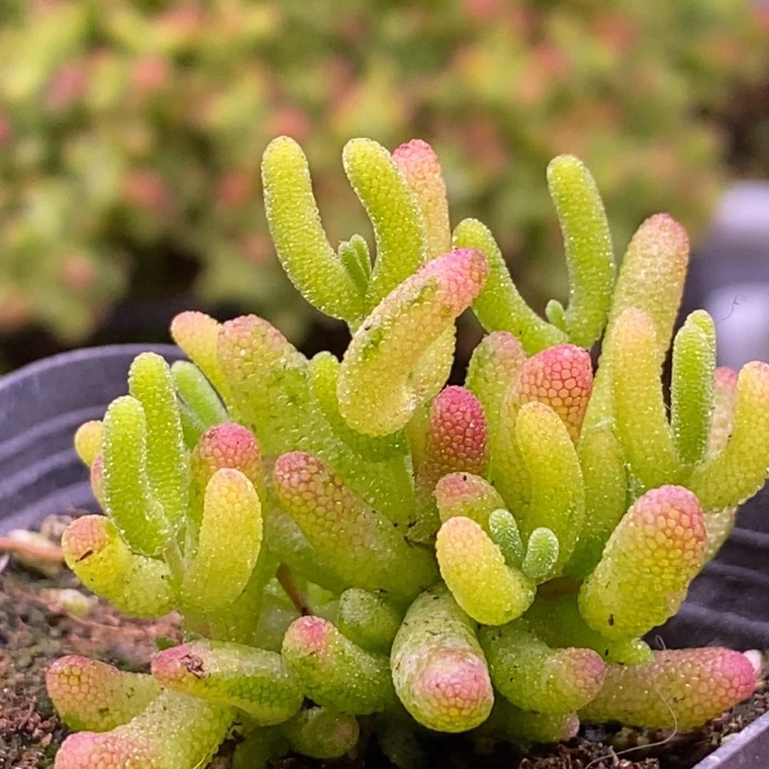 60糖球虎斑锦。