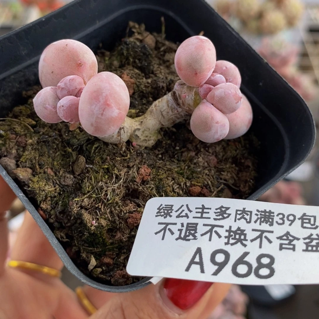 香芋奶酪968/5c m