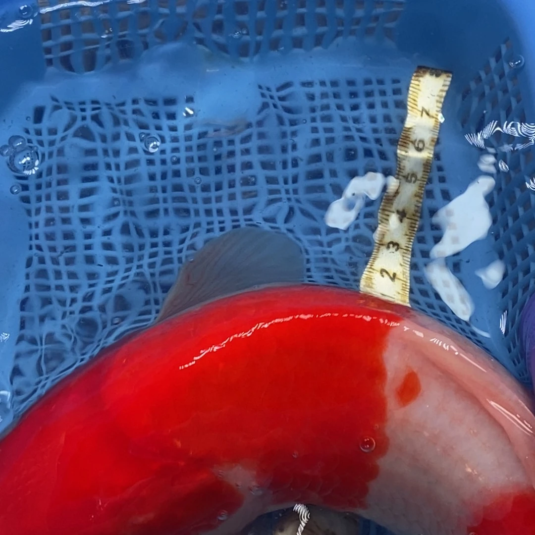 锦鲤冷水锦鲤包邮