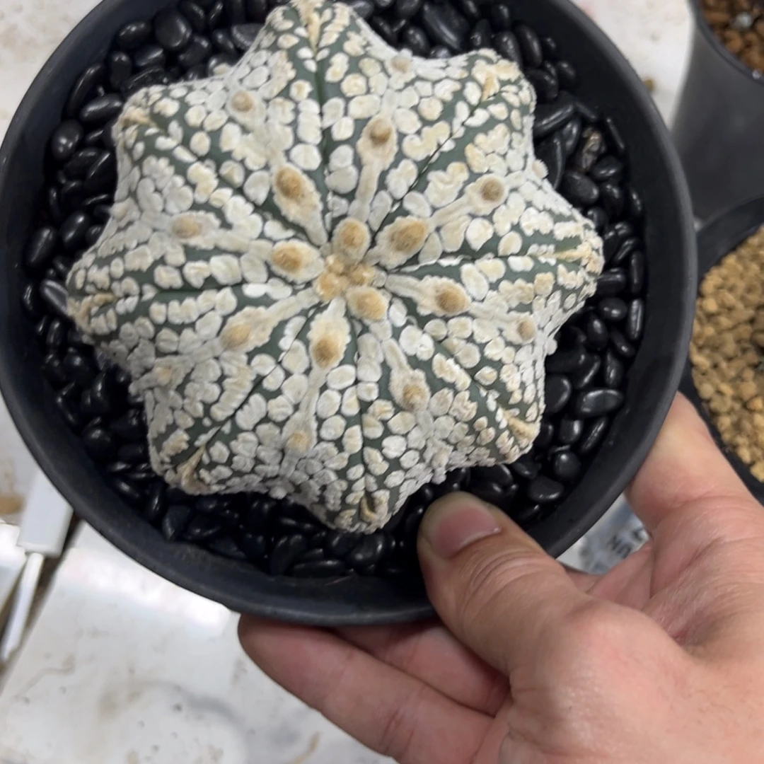 43十一月十七仙人球