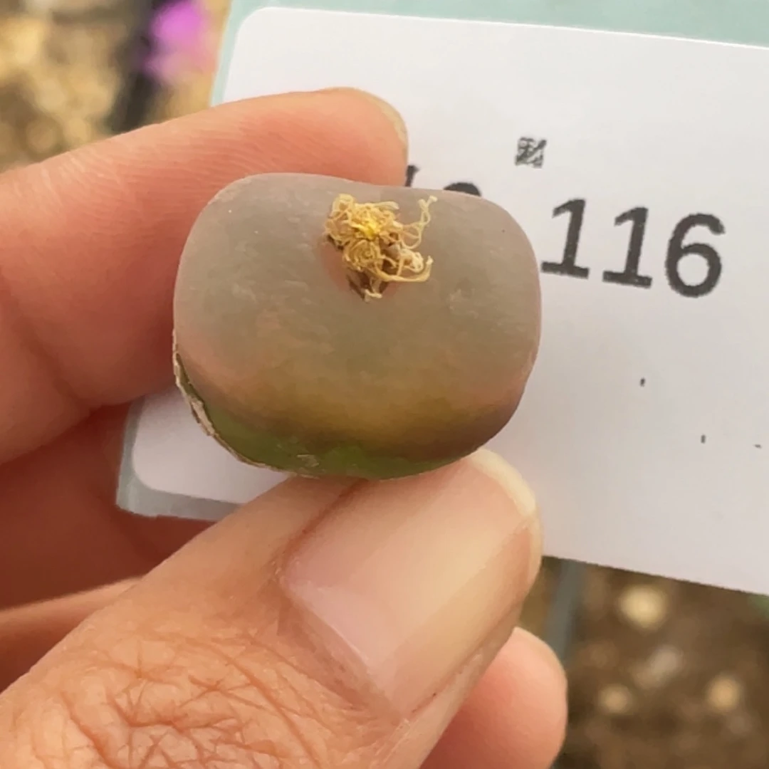 一***糖6-116毛毛多肉植物