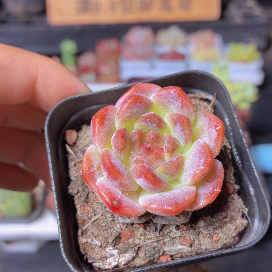 冰魄多肉9.9包邮发货