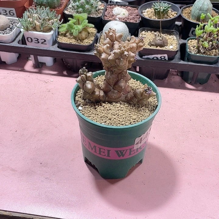445大蛮鬼塔厚墩菊