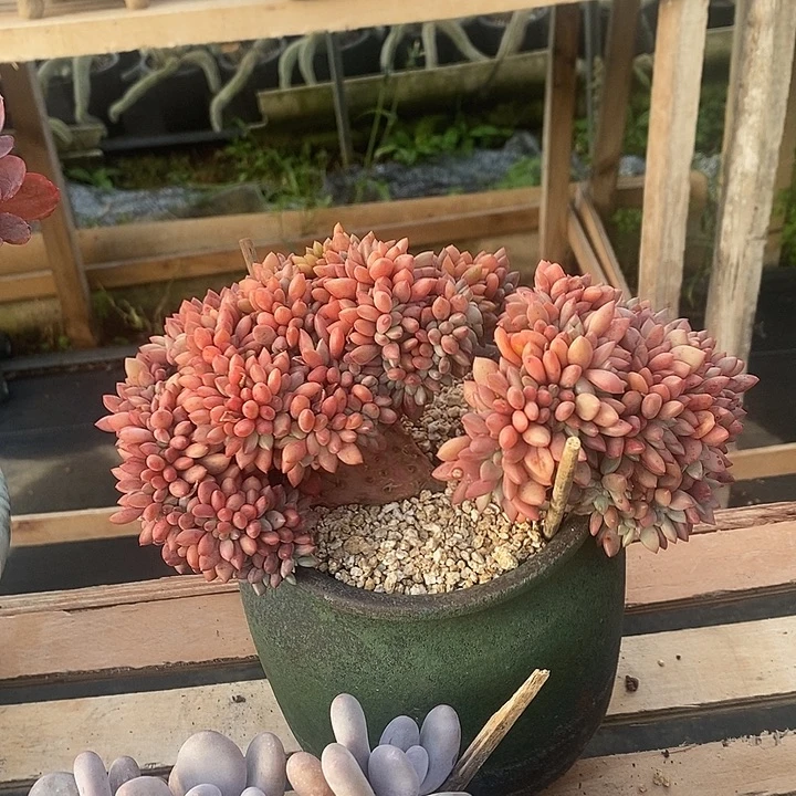 春****多肉植物肉肉植物