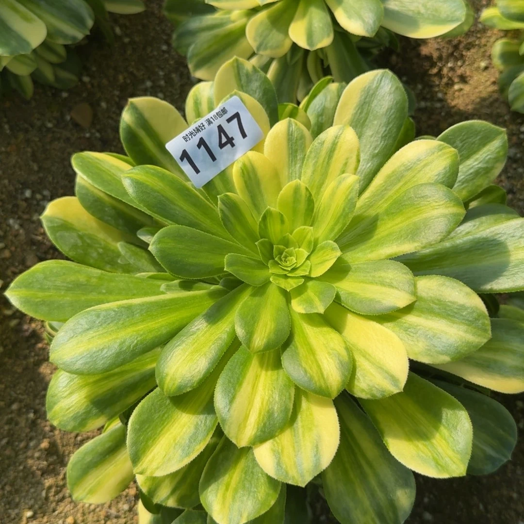 1147五彩琉璃。多肉植物