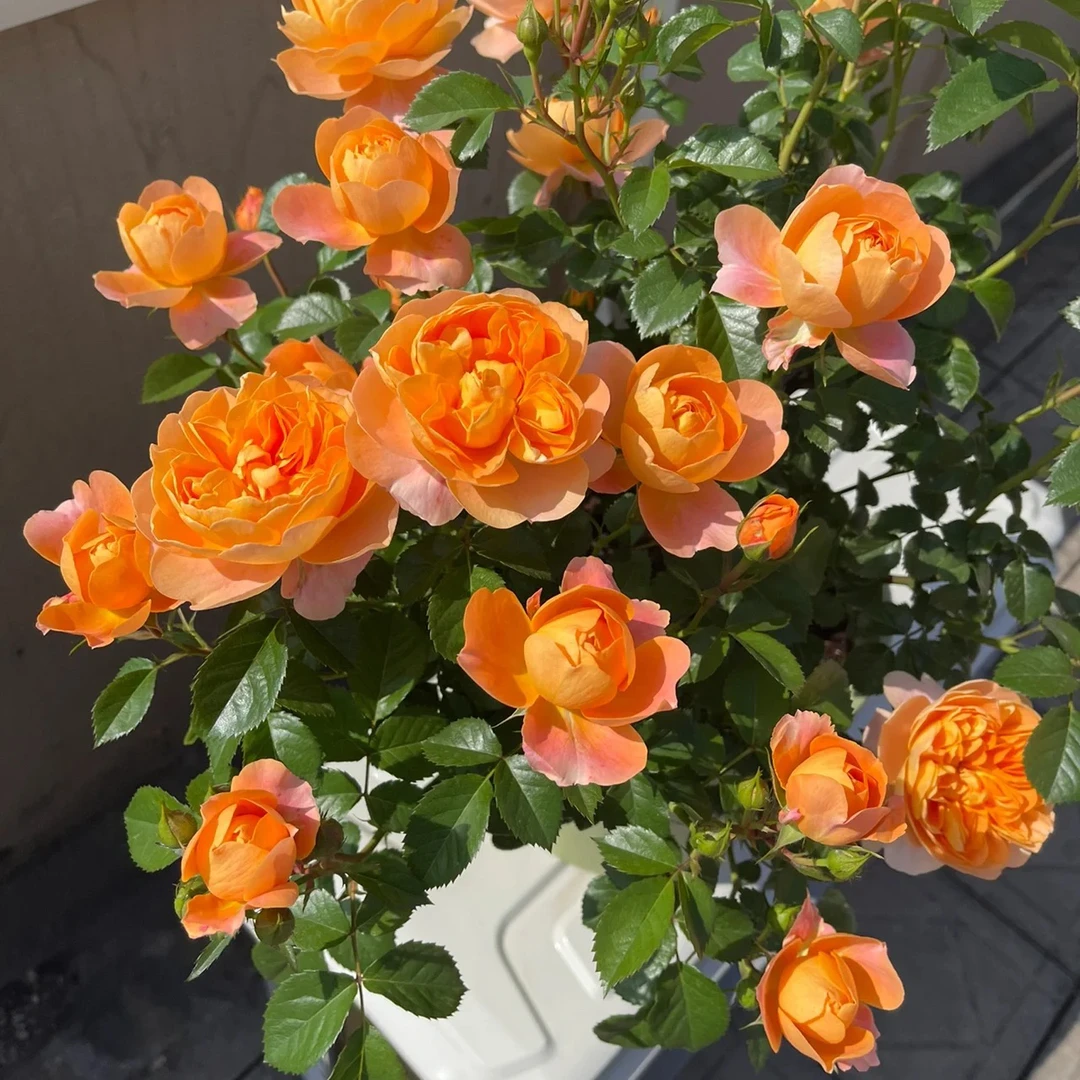 【果汁阳台】180培育盆室内外阳台月季花多季节重复性开花新手好养