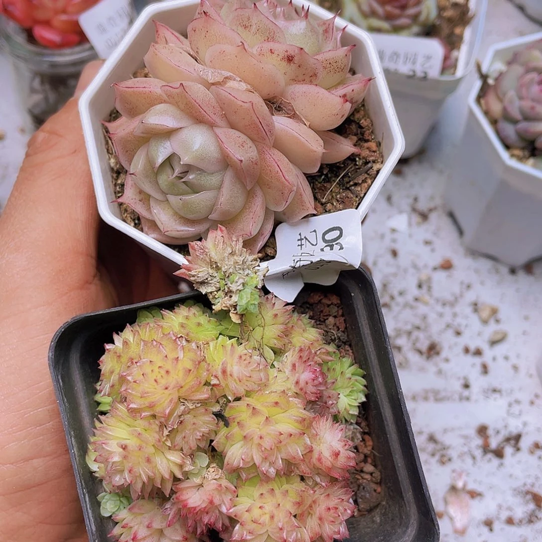 00000000000030量拍