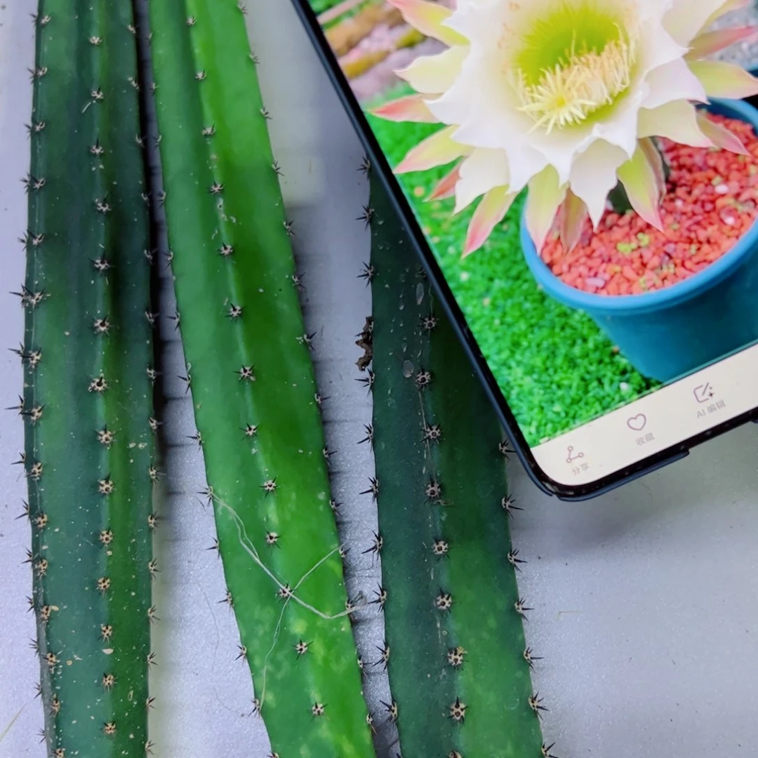 下13黑刺斑点歪无根侧芽25公分左右20包邮