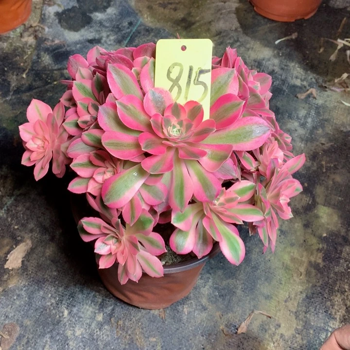 用****5815粉女巫多肉一物一拍