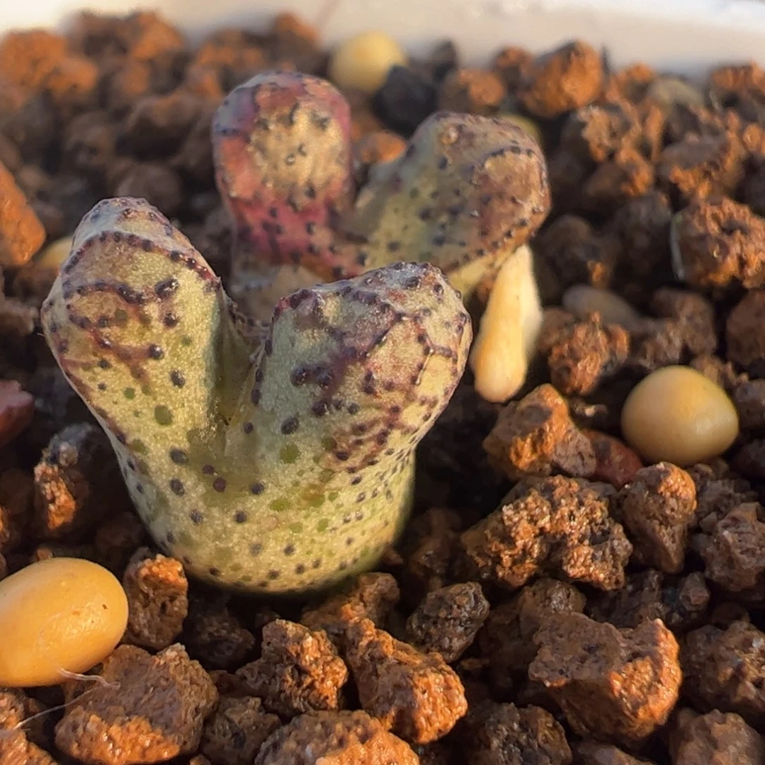 鸿****）大春传母本带盆多肉植物