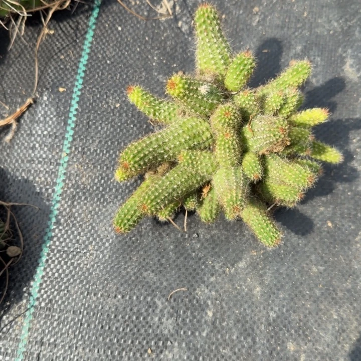 苗接白檀仙人掌群生301
