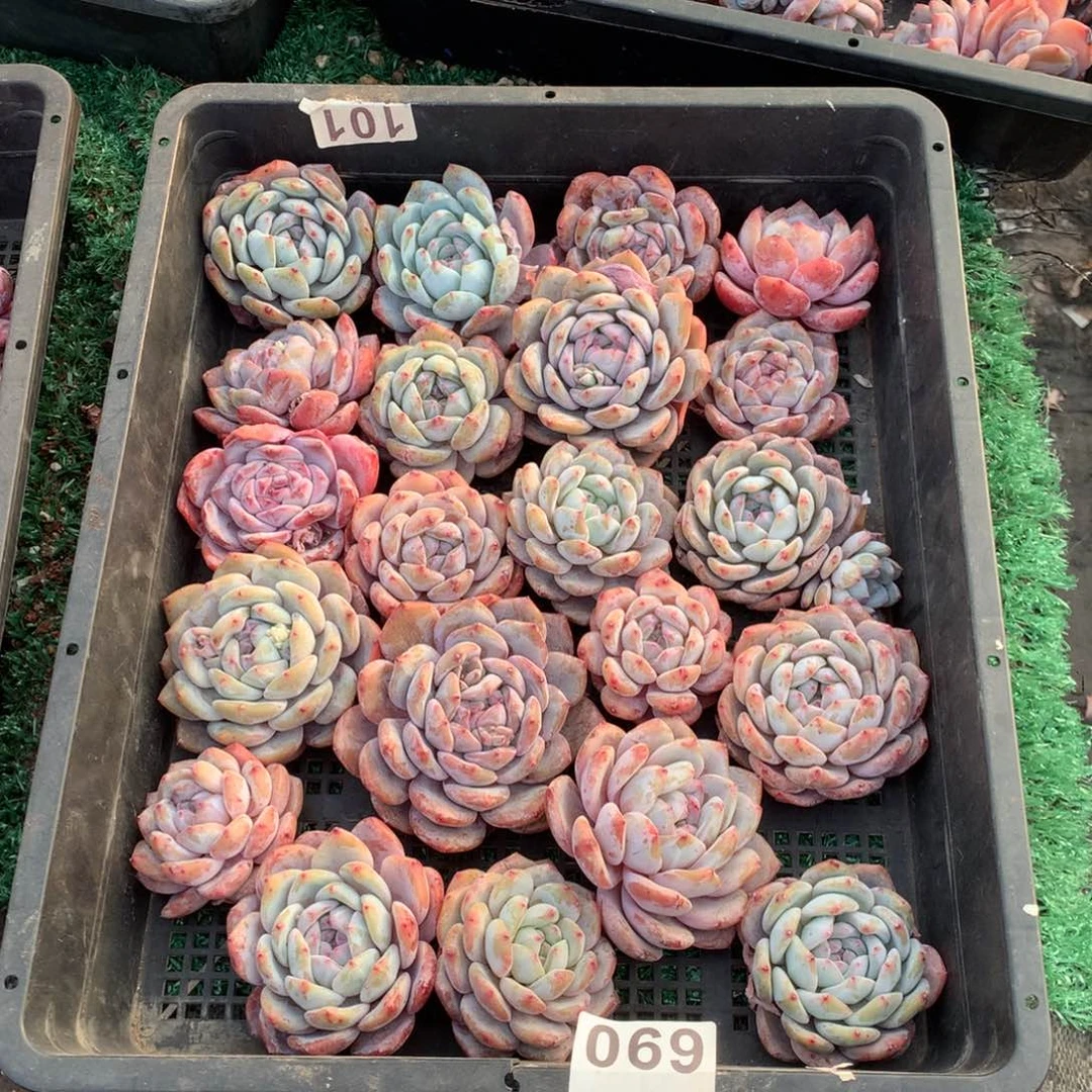 069橙子多肉植物组合