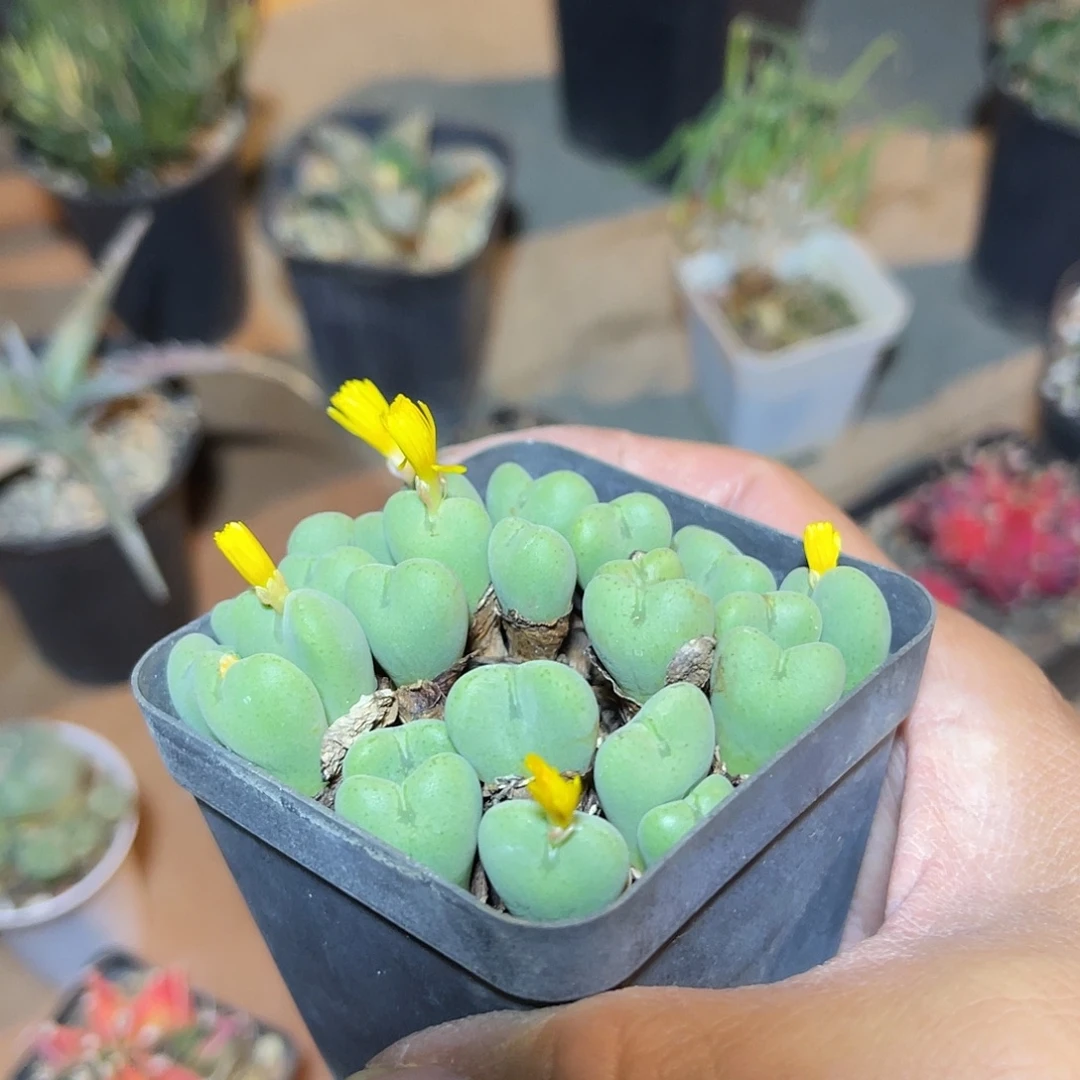 子播实生少将肉锥