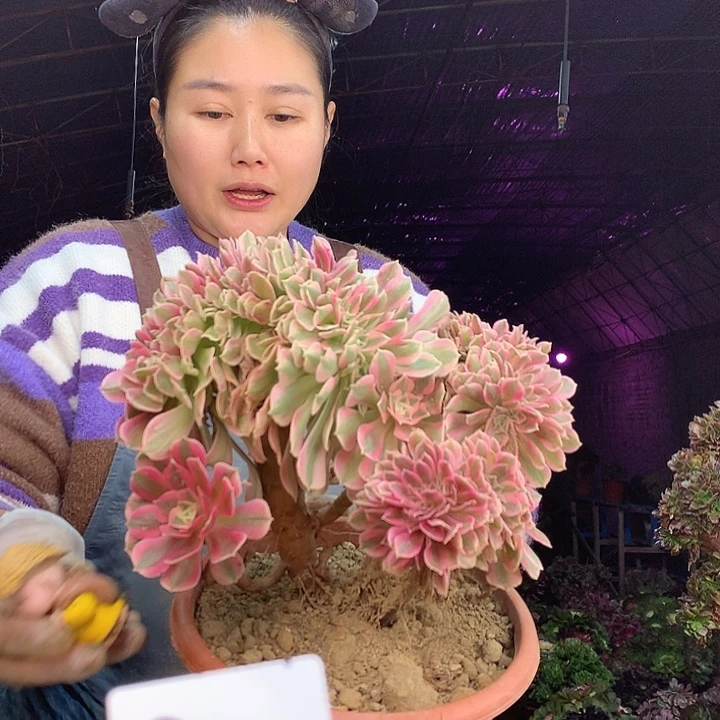 柒柒精品多肉脱土发货不包断侧枝S998