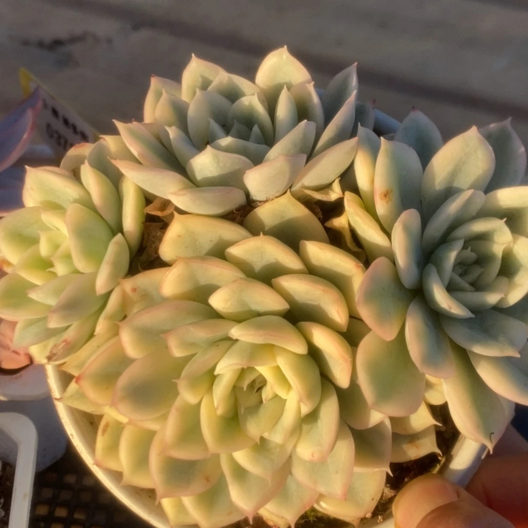 379月亮仙子锦锦锦锦锦