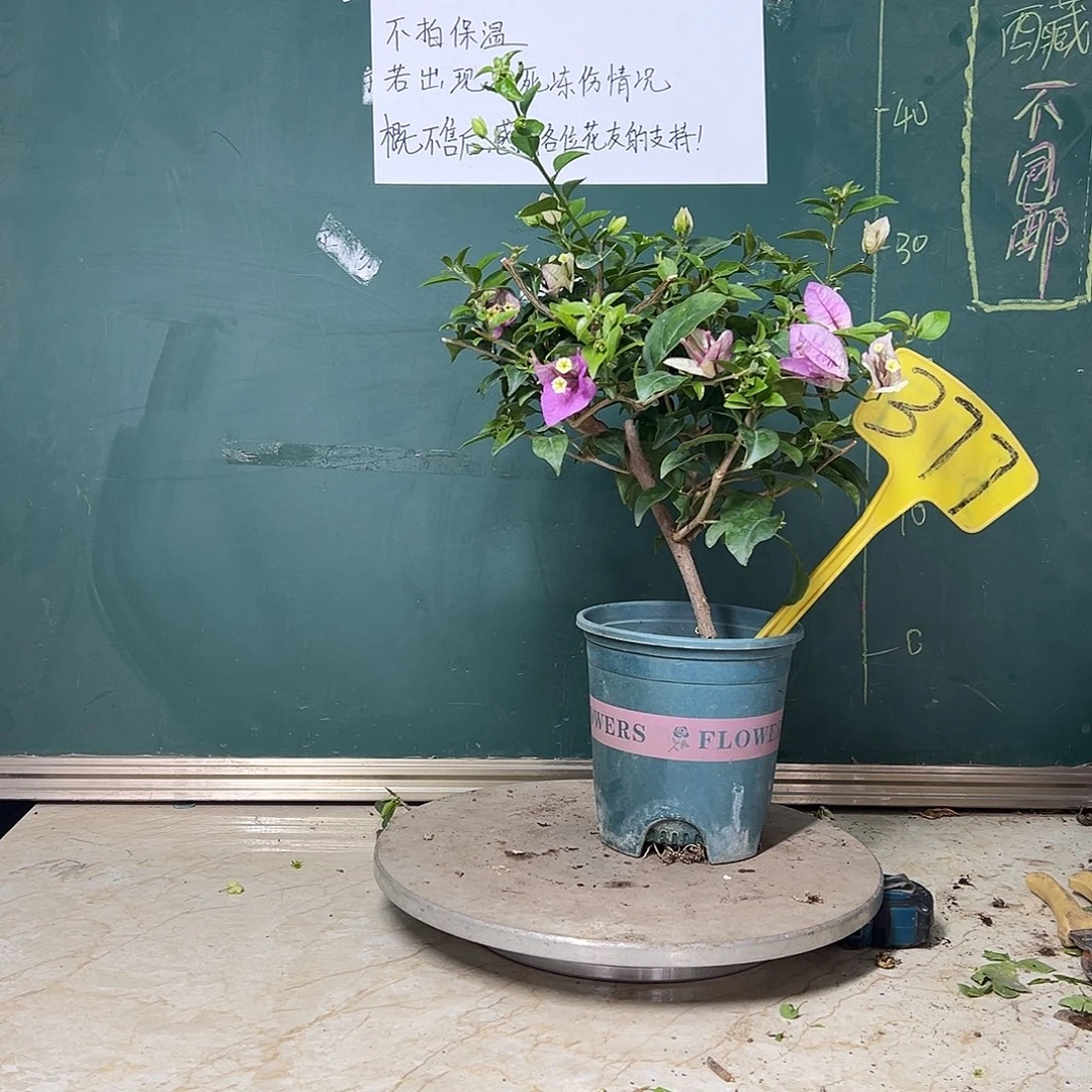 完全开放     雪 紫377