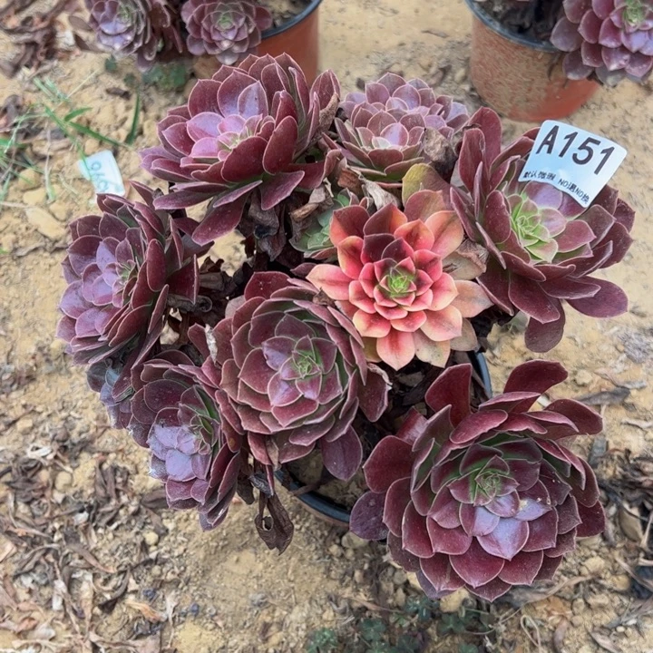 黑魔多肉植物151.