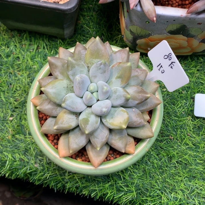 胖体哥特单头多肉发货