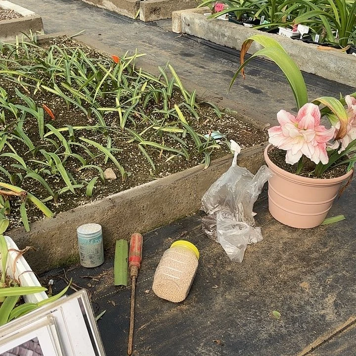 忧*7棵品种有标4590