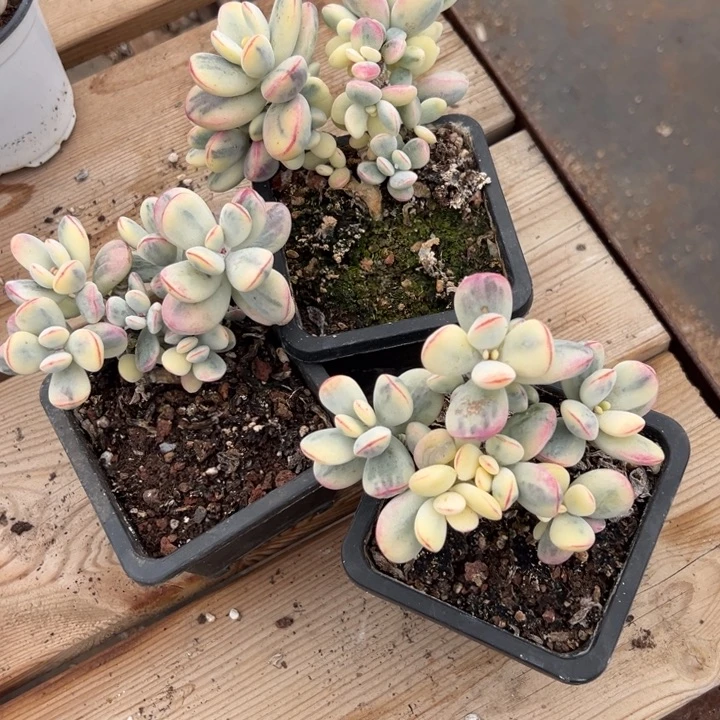 拾***玖无花朵三个福娘锦默认有砍